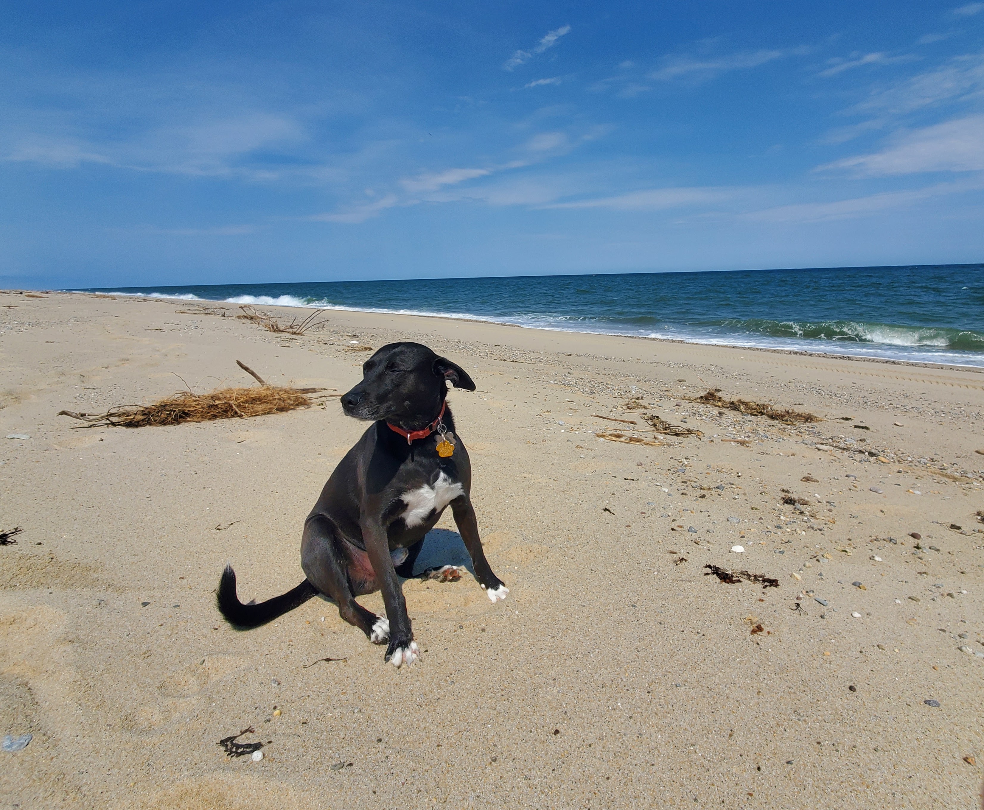 a cute dog at earthday